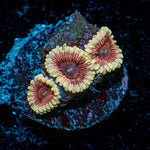 Lunar Lemonade Zoanthid Coral colony growth in reef aquarium