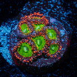 Candy Apple Red Zoanthid Coral colony growth in reef aquarium
