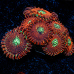 Dark Magicians Zoanthid Coral with colony growth in reef aquarium