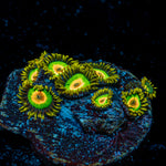 Rasta Zoanthid Coral with colony growth in reef aquarium