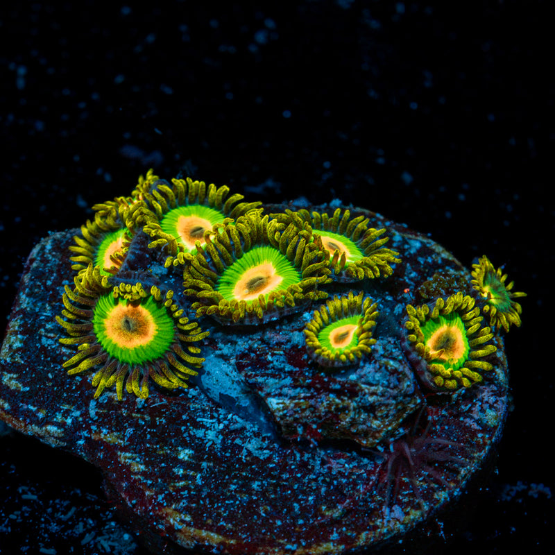 Rasta Zoanthid Coral with colony growth in reef aquarium
