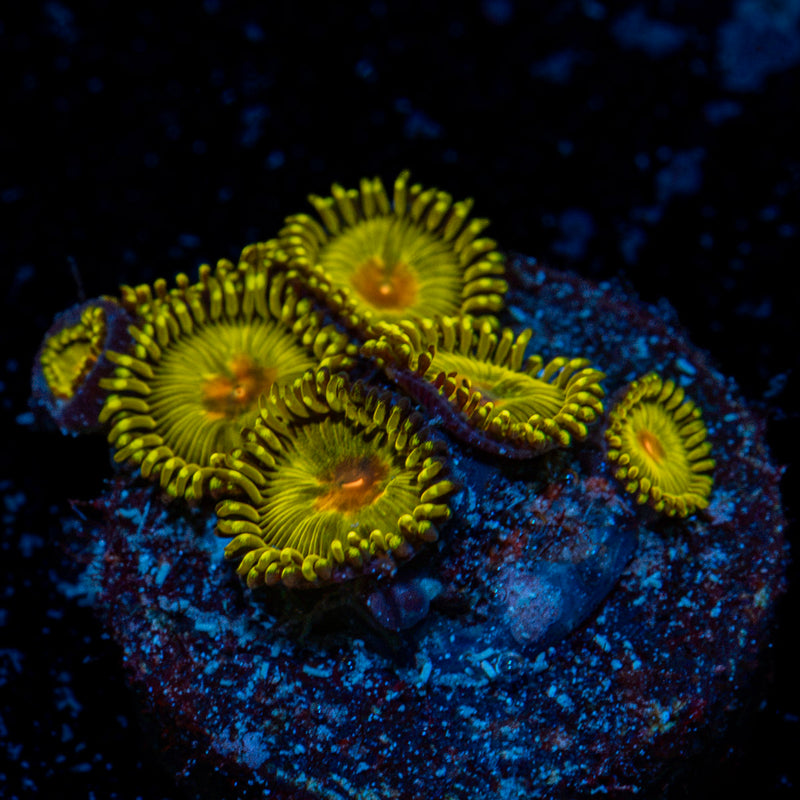 Golden Gods Zoanthid Coral colony growth in reef aquarium