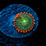 Blueberry Yum Yum Zoanthid Coral colony growth in reef aquarium
