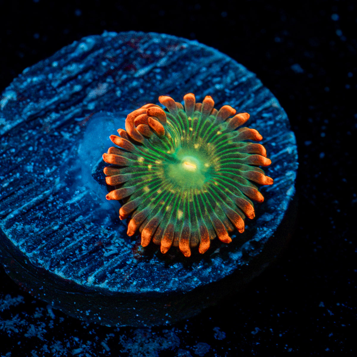 Blueberry Yum Yum Zoanthid Coral colony growth in reef aquarium