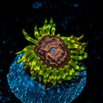 Purple Monsters Zoanthid Coral colony growth in reef aquarium