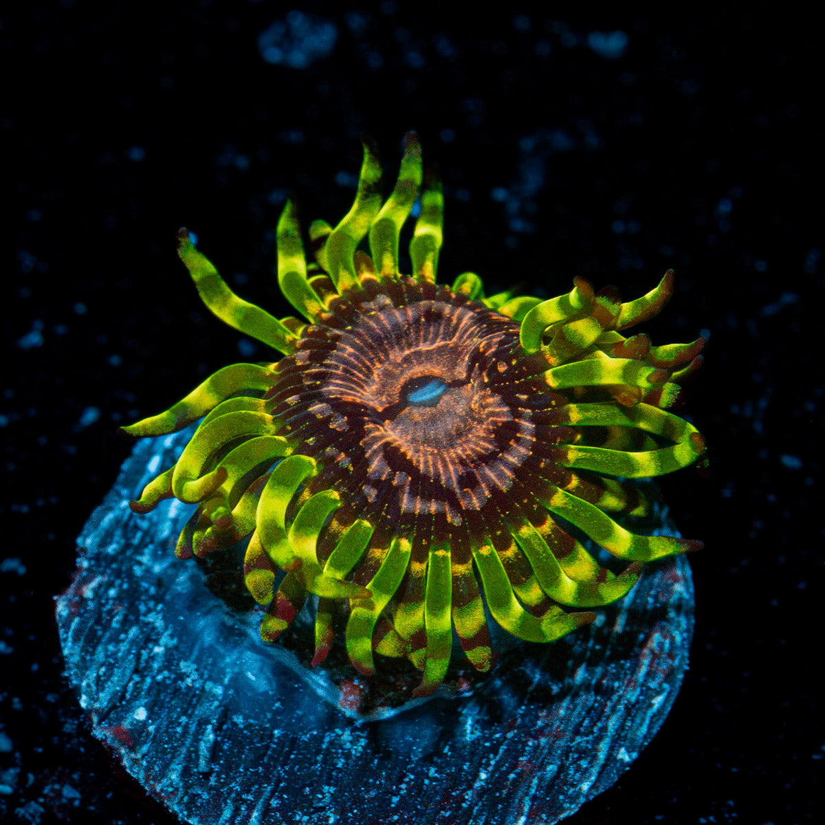 Purple Monsters Zoanthid Coral colony growth in reef aquarium