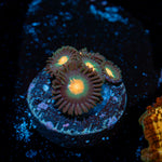 Green Bay Packers Zoanthid Coral colony growth in reef aquarium