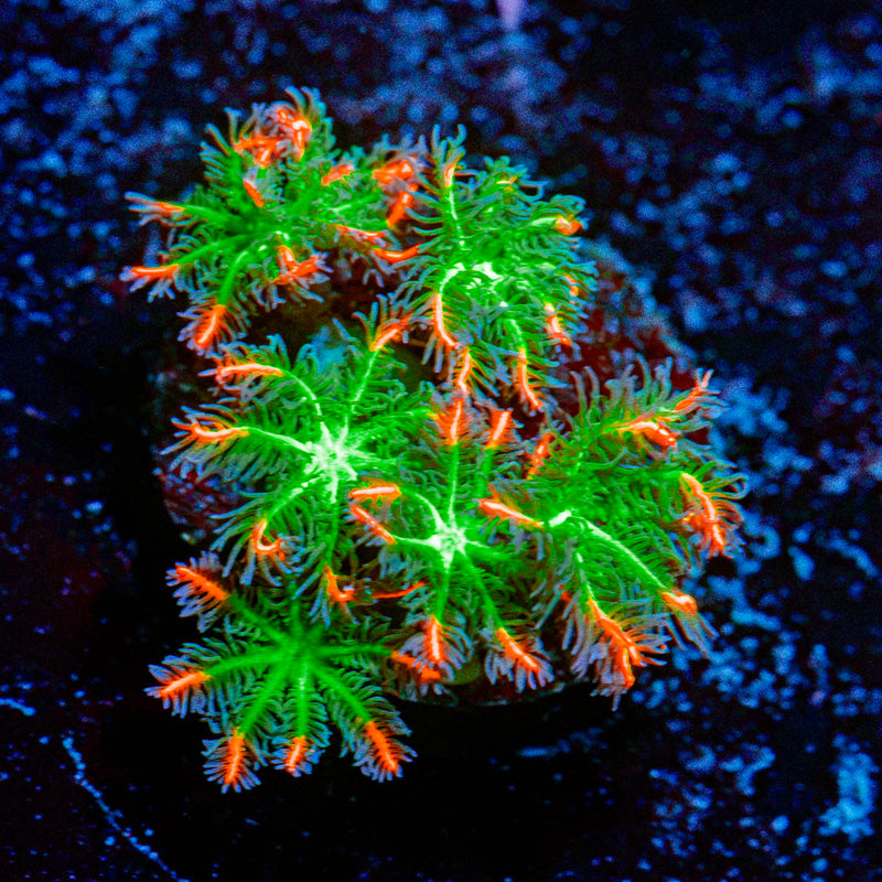 ARC FireWorks Clove Polyps Coral with colony growth in reef aquarium