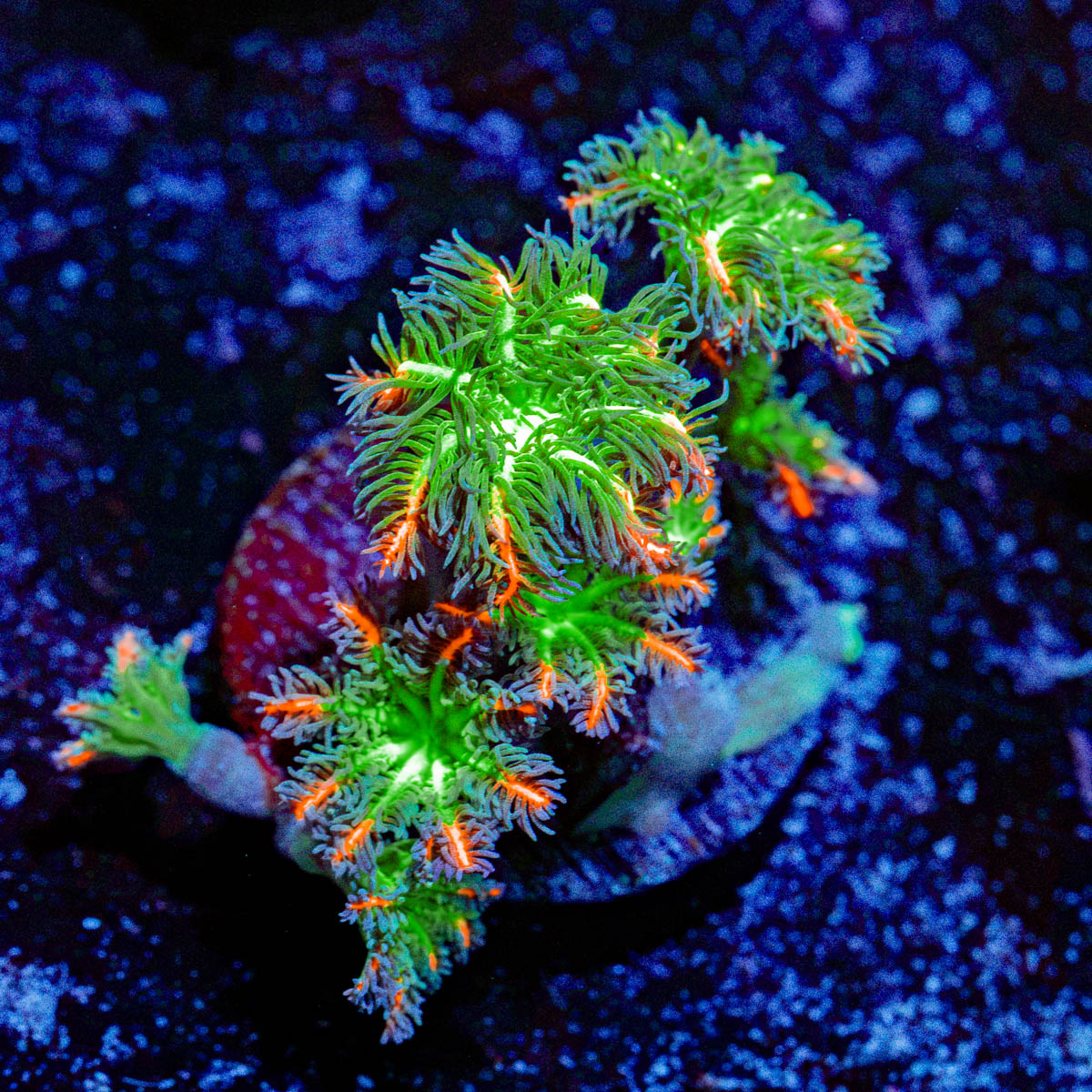 ARC FireWorks Clove Polyps Coral with colony growth in reef aquarium