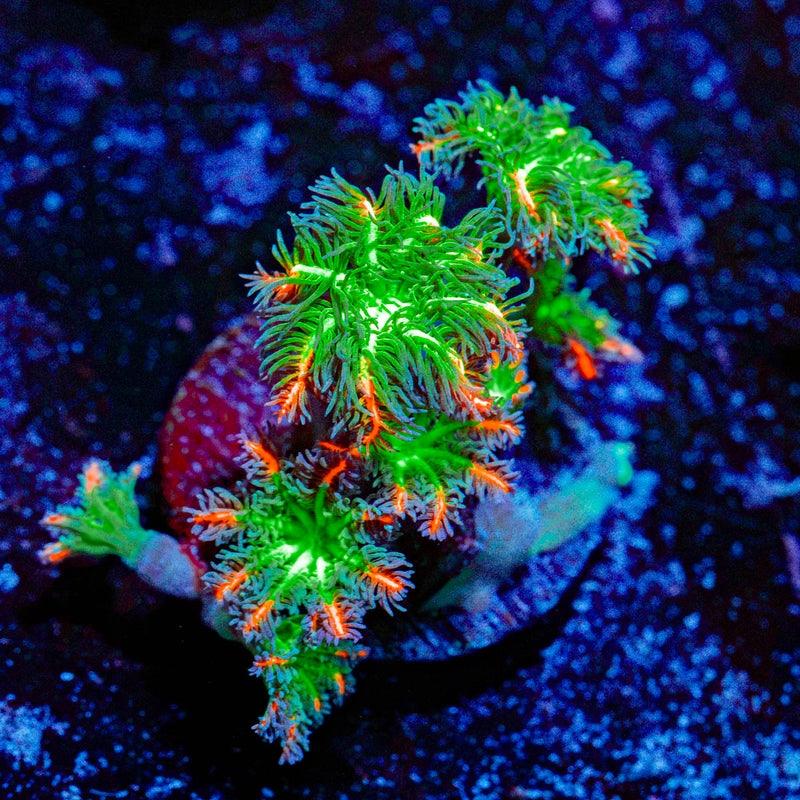 ARC FireWorks Clove Polyps Coral with colony growth in reef aquarium