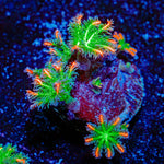 ARC FireWorks Clove Polyps Coral with colony growth in reef aquarium