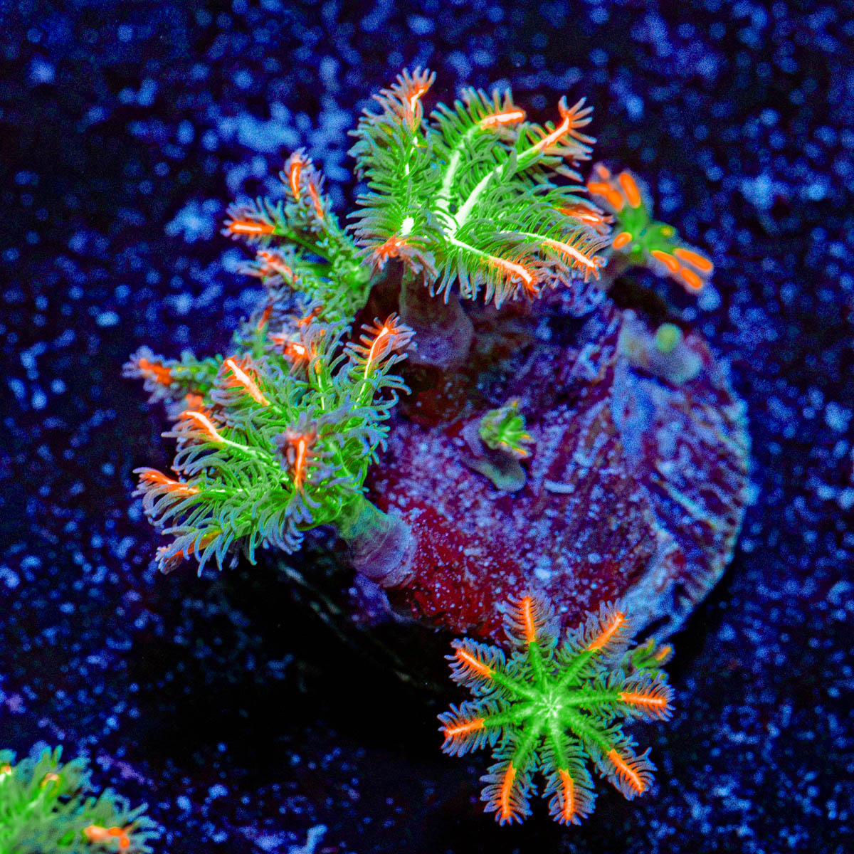 ARC FireWorks Clove Polyps Coral with colony growth in reef aquarium
