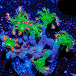 ARC FireWorks Clove Polyps Coral with colony growth in reef aquarium