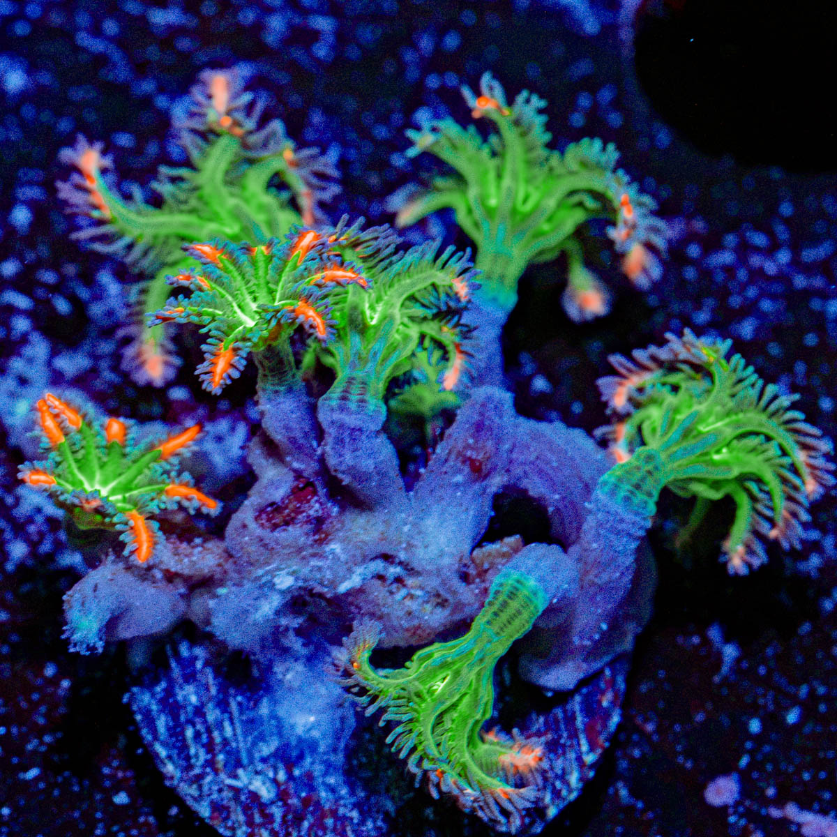 ARC FireWorks Clove Polyps Coral with colony growth in reef aquarium