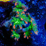 ARC FireWorks Clove Polyps Coral with colony growth in reef aquarium