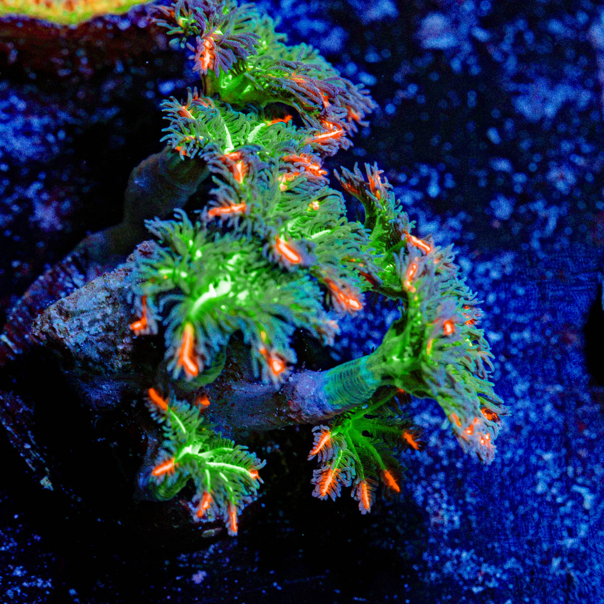 ARC FireWorks Clove Polyps Coral with colony growth in reef aquarium