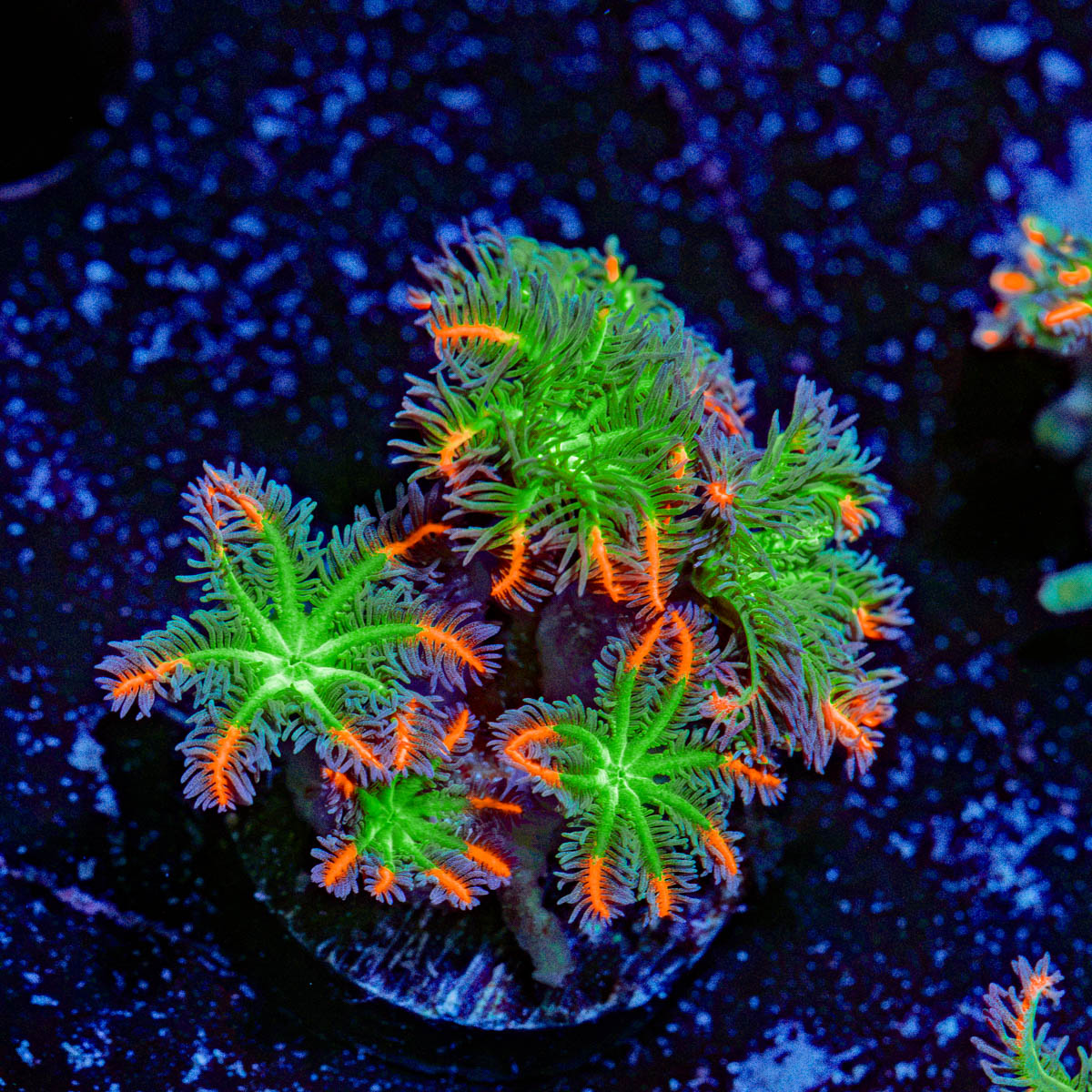 ARC FireWorks Clove Polyps Coral with colony growth in reef aquarium