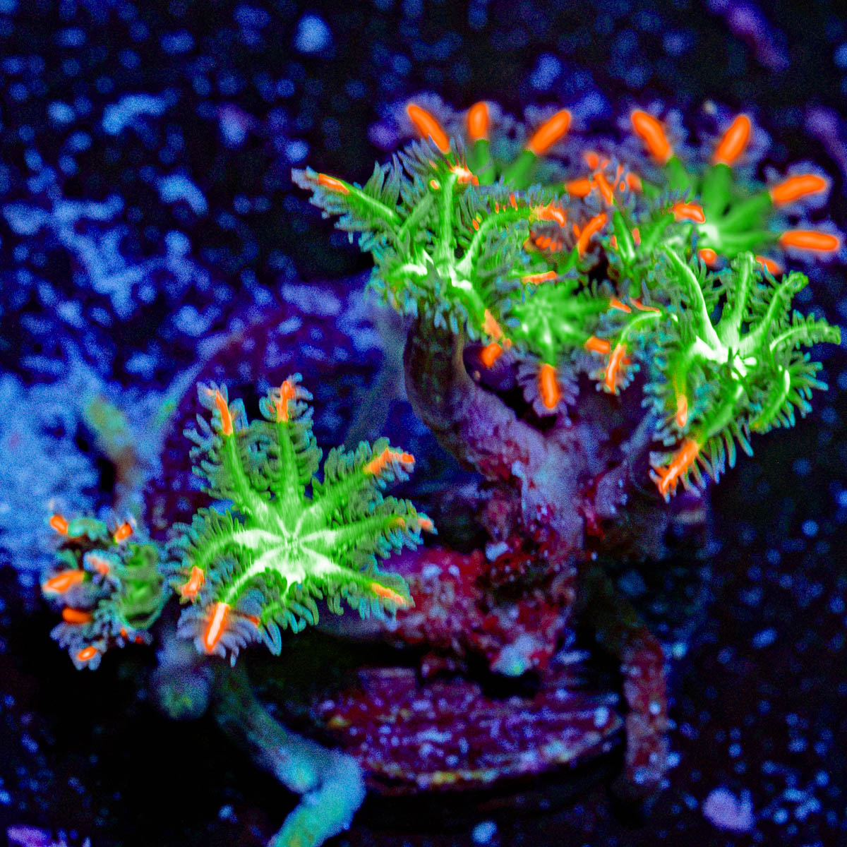 ARC FireWorks Clove Polyps Coral with colony growth in reef aquarium