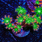 ARC FireWorks Clove Polyps Coral with colony growth in reef aquarium