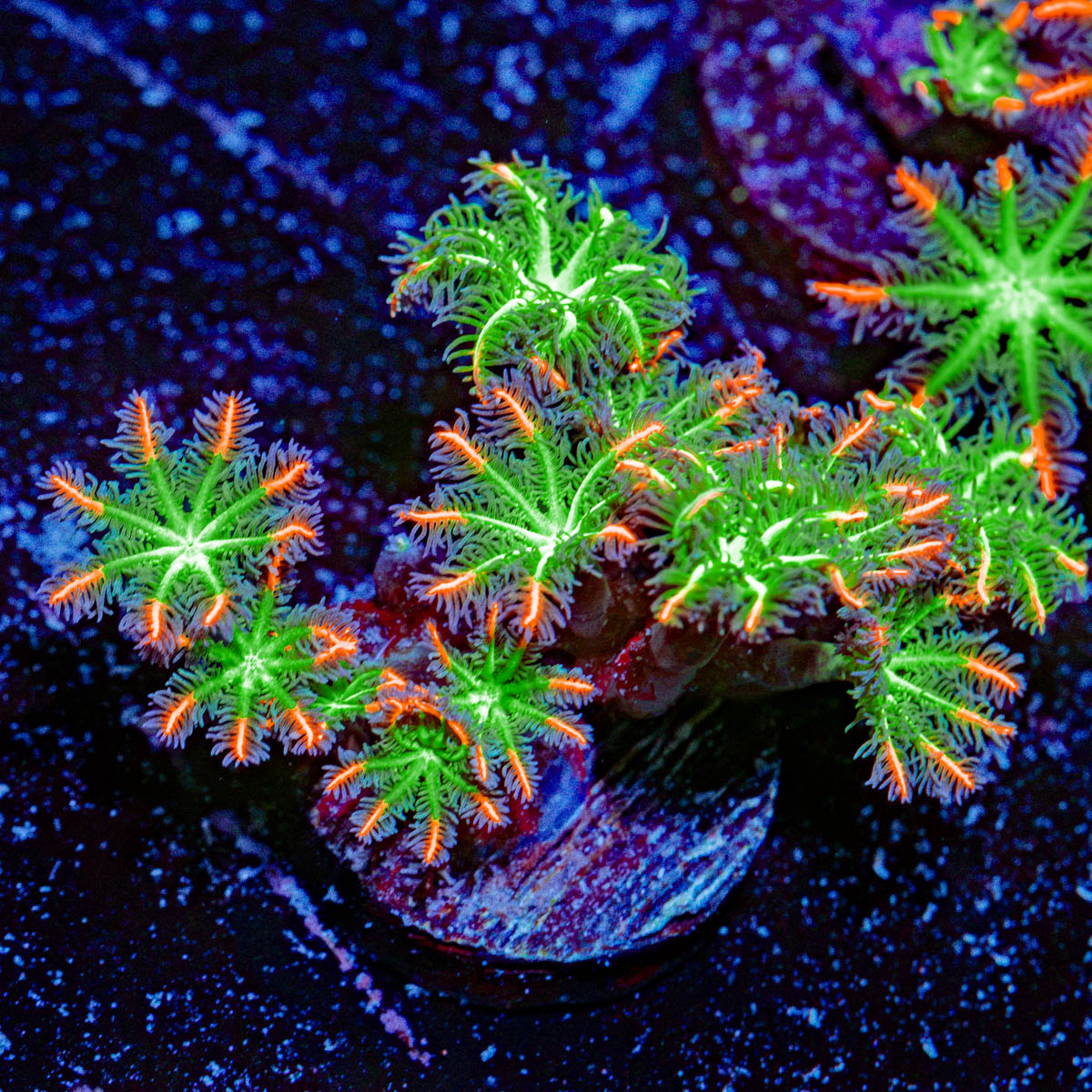 ARC FireWorks Clove Polyps Coral with colony growth in reef aquarium