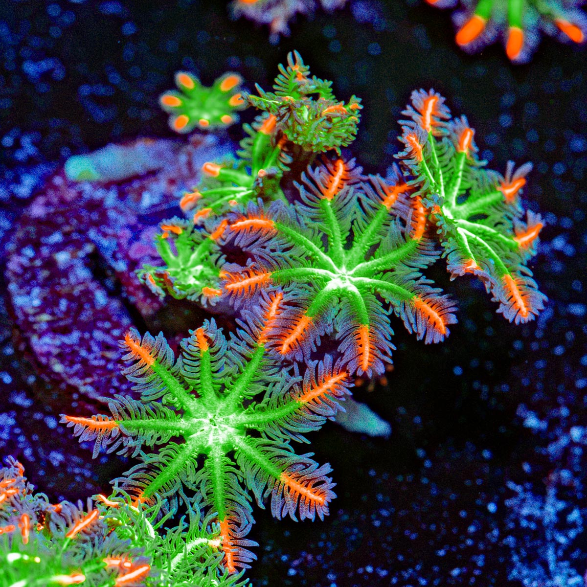 ARC FireWorks Clove Polyps Coral with colony growth in reef aquarium