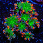 ARC FireWorks Clove Polyps Coral with colony growth in reef aquarium