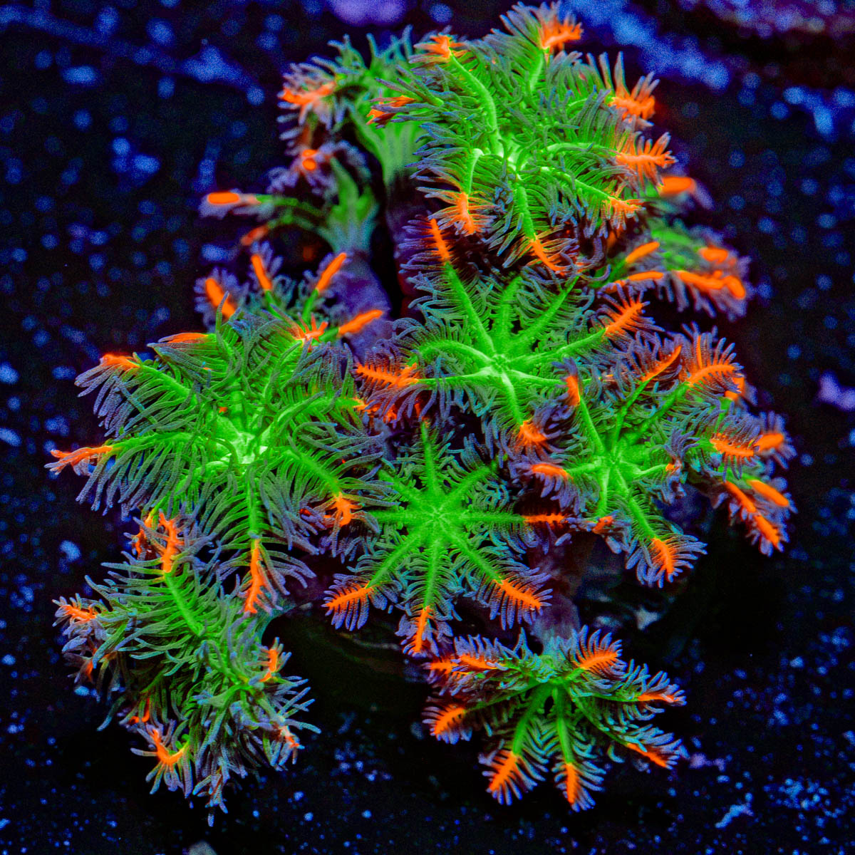 ARC FireWorks Clove Polyps Coral with colony growth in reef aquarium