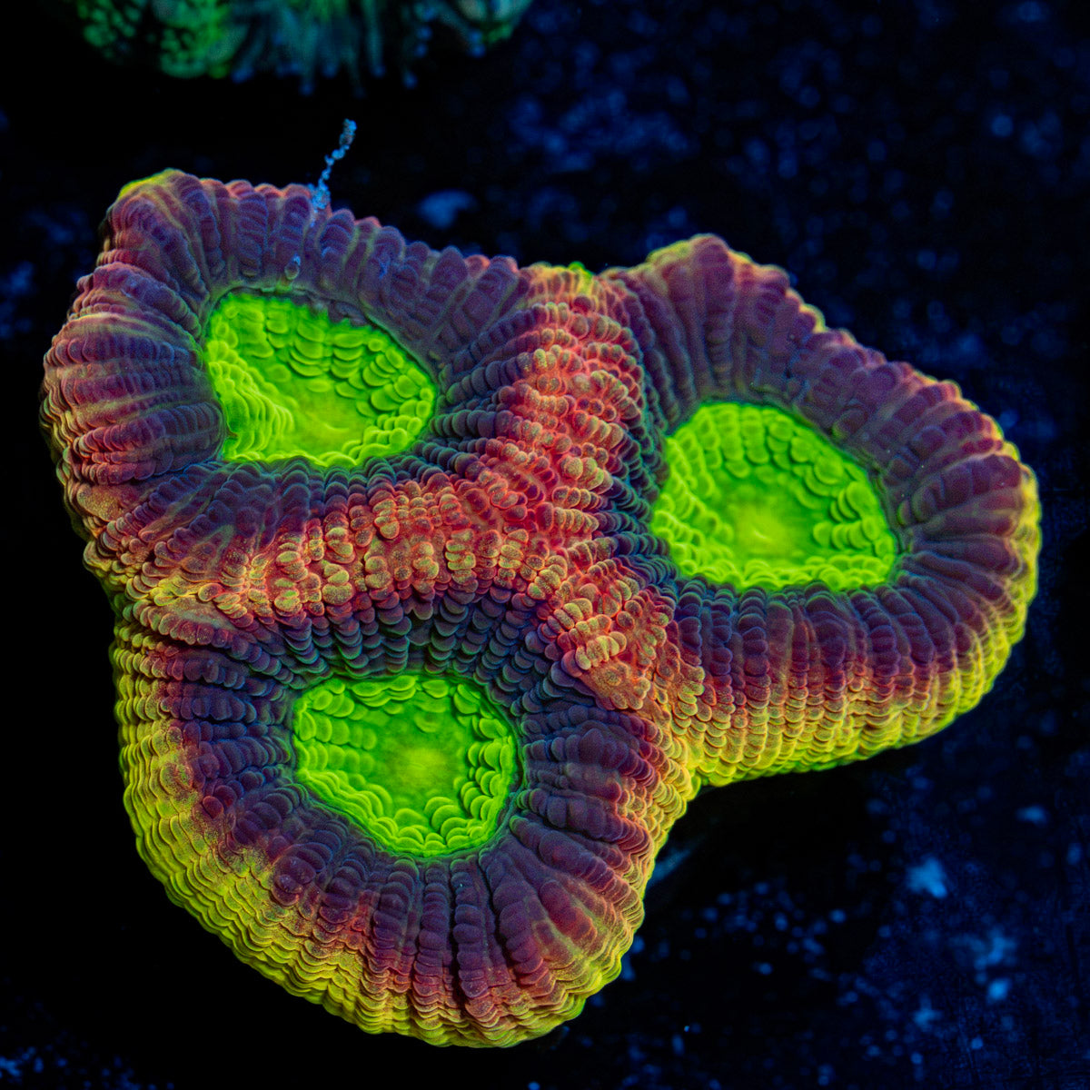 Dragon Soul Favia Coral with encrusting growth in reef aquarium