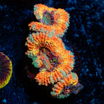 Sun set Acan Coral with fleshy polyps in reef aquarium