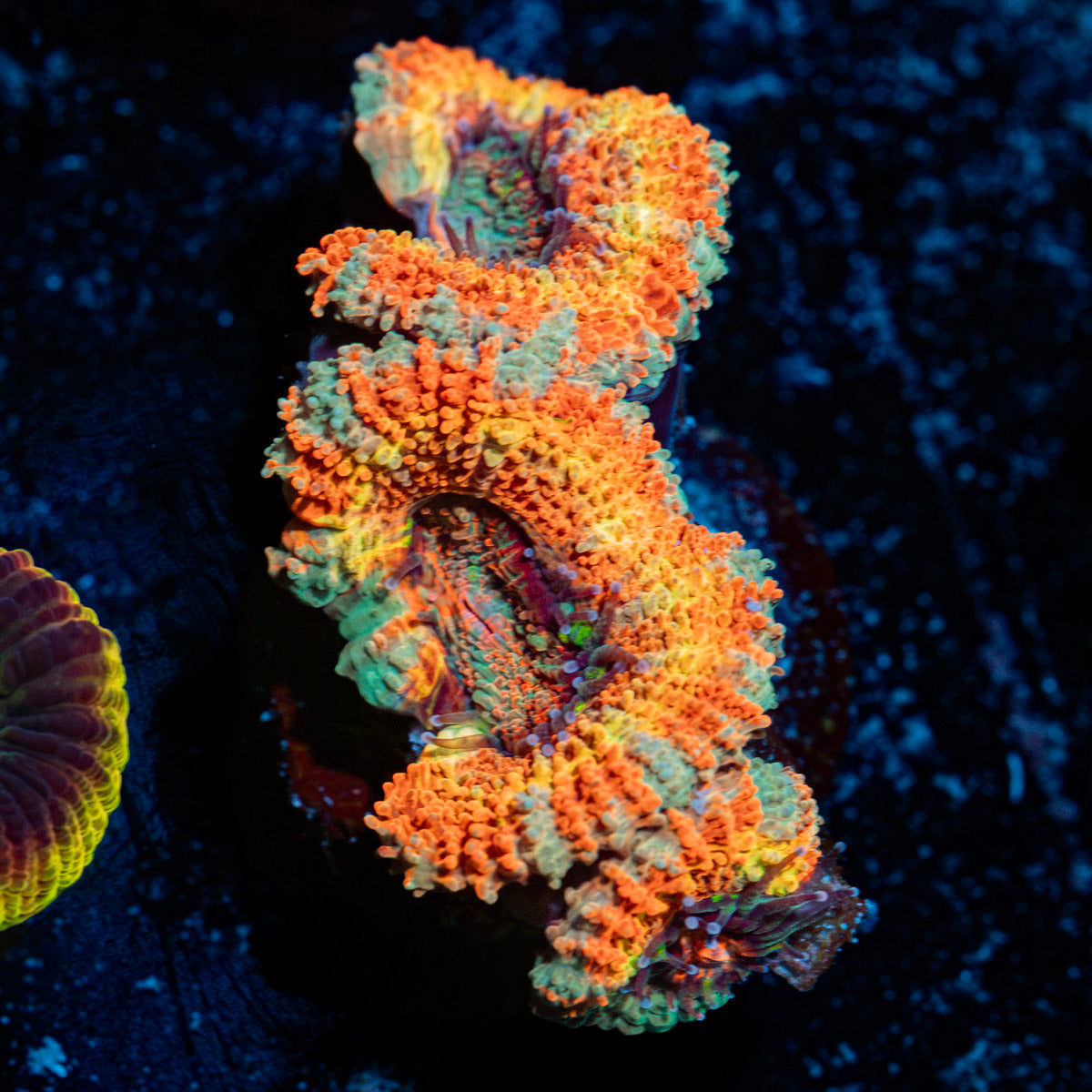 Sun set Acan Coral with fleshy polyps in reef aquarium