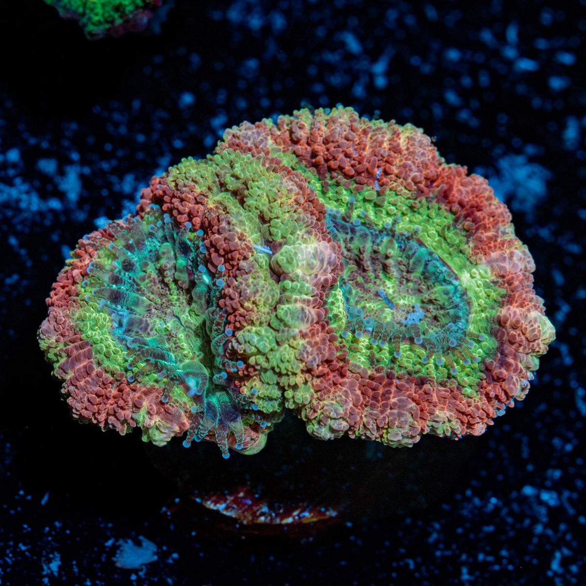 Hulk Smash Acan Coral with fleshy polyps in reef aquarium