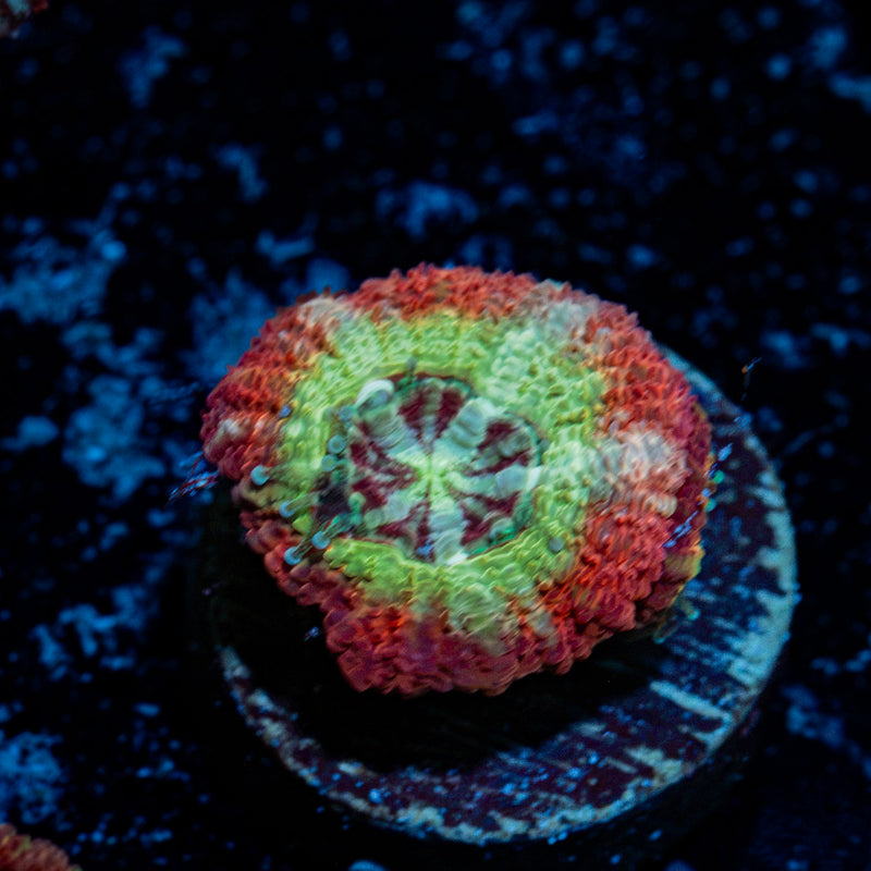 Pirate Hunter Asian Acan Coral with fleshy polyps in reef aquarium
