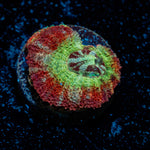 Pirate Hunter Asian Acan Coral with fleshy polyps in reef aquarium