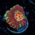 Cross Hatch Acan Coral with fleshy polyps in reef aquarium