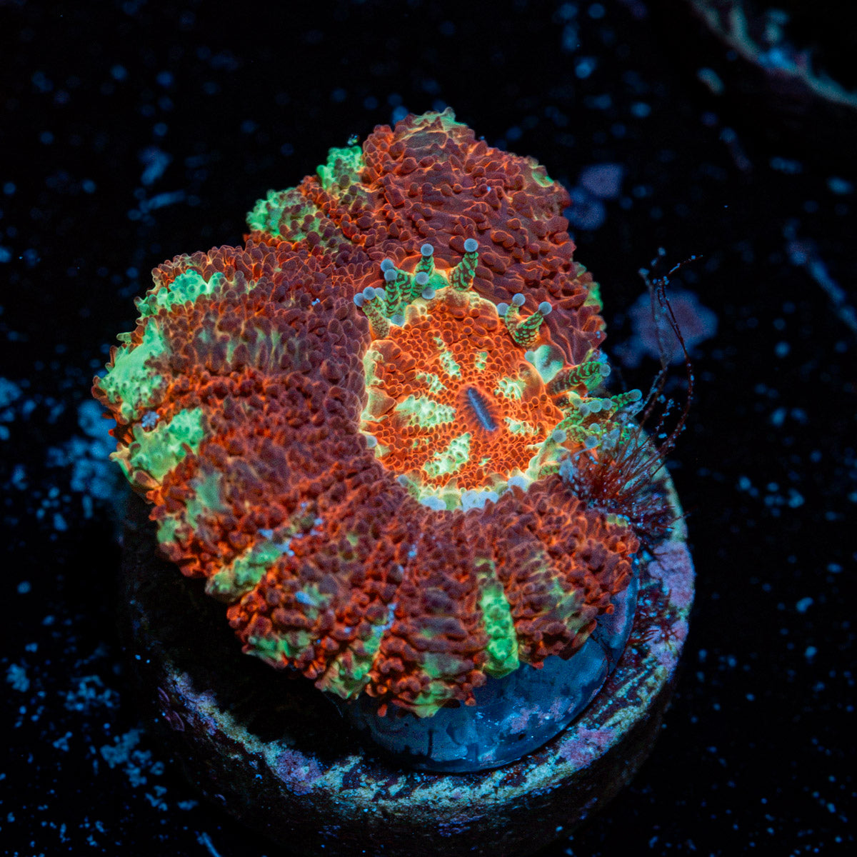 Cross Hatch Acan Coral with fleshy polyps in reef aquarium
