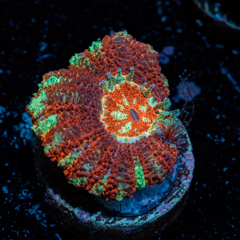 Cross Hatch Acan Coral with fleshy polyps in reef aquarium