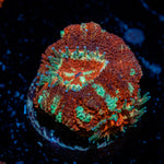 Cross Hatch Acan Coral with fleshy polyps in reef aquarium
