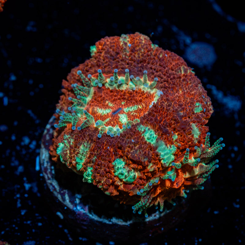 Cross Hatch Acan Coral with fleshy polyps in reef aquarium