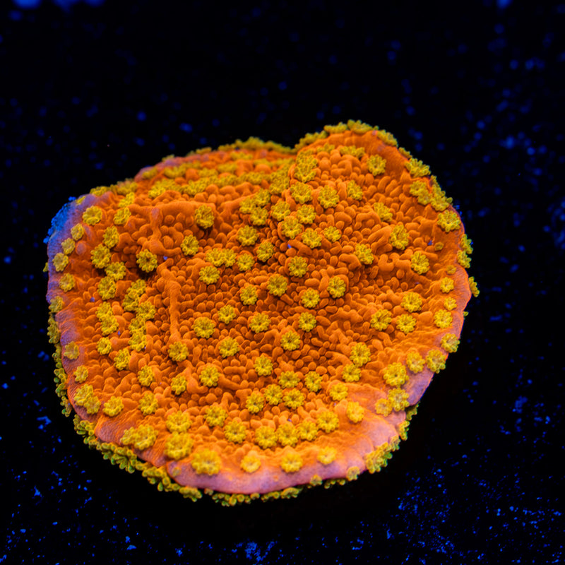 StarBurst Montipora Coral with branching growth in reef aquarium