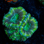 Acan Coral with fleshy polyps in reef aquarium