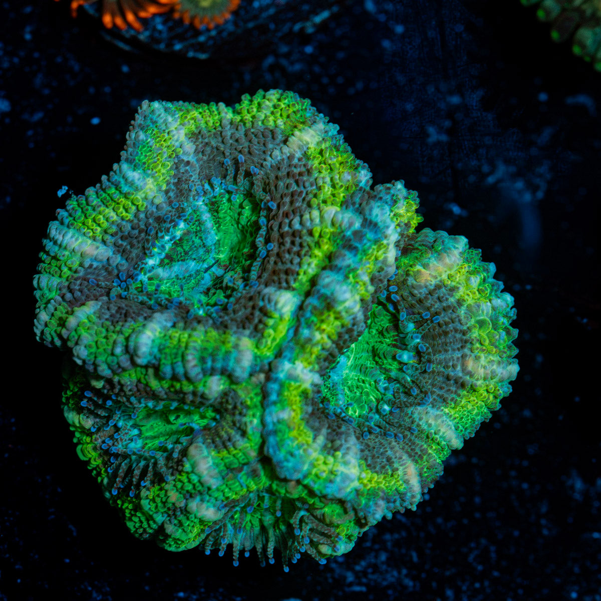 Acan Coral with fleshy polyps in reef aquarium