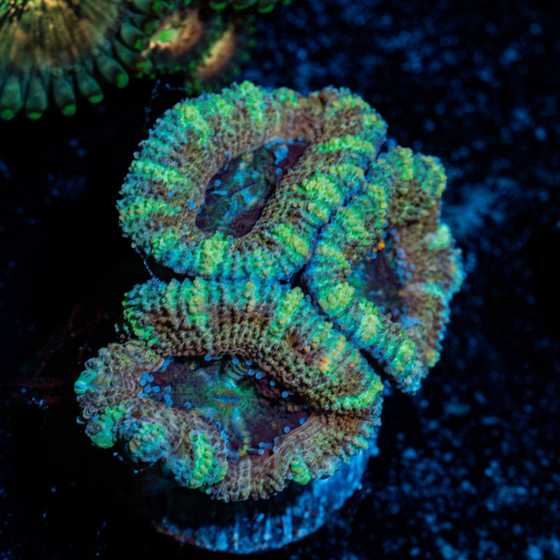 Acan Coral with fleshy polyps in reef aquarium environment