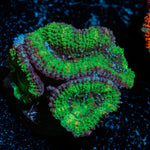 Acan Coral with fleshy polyps in reef aquarium