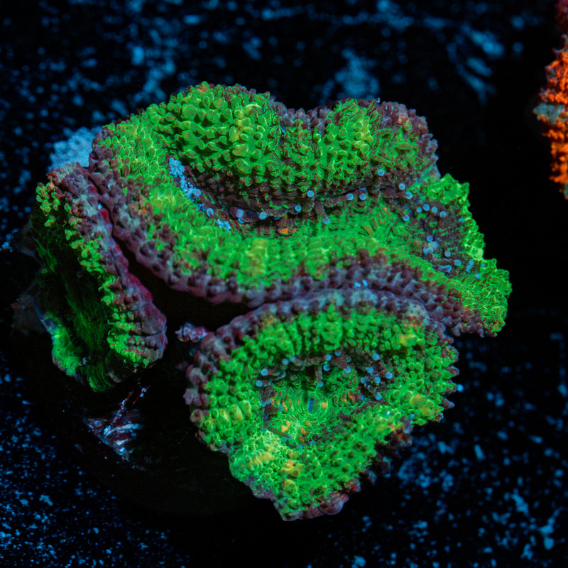 Acan Coral with fleshy polyps in reef aquarium