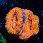 Acan Coral with fleshy polyps in reef aquarium