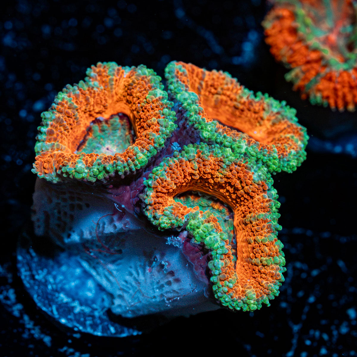 Acan Coral with fleshy polyps in reef aquarium