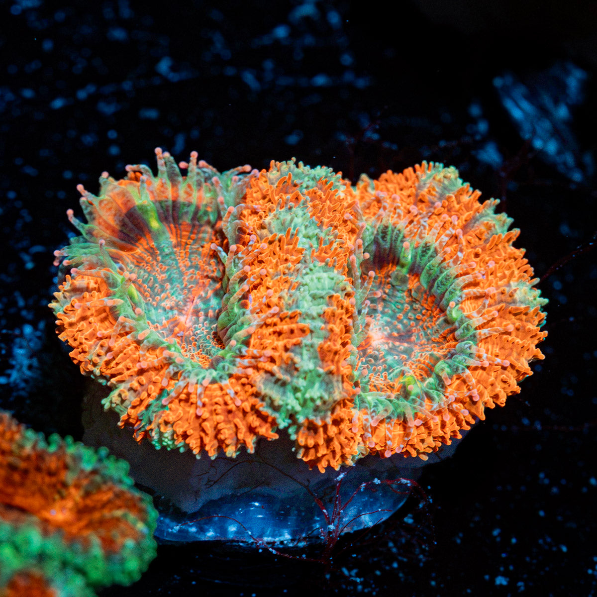 Acan Coral with fleshy polyps in reef aquarium
