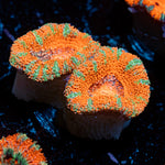 Acan Coral with fleshy polyps in reef aquarium