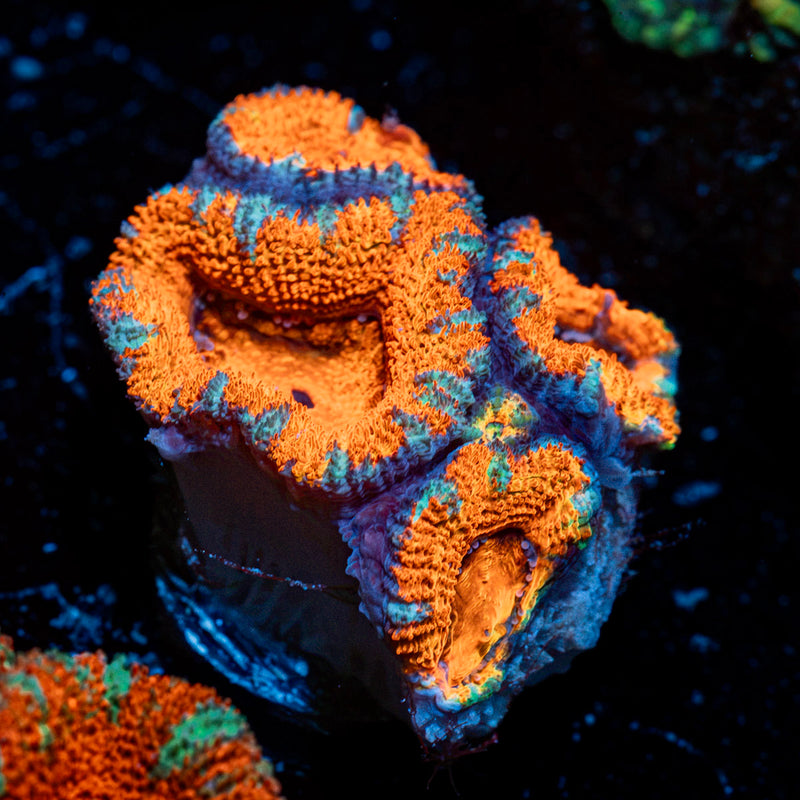 Acan Coral with fleshy polyps in reef aquarium