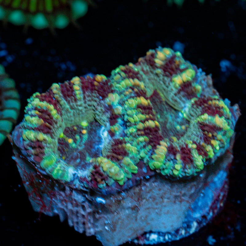 Acan Coral with fleshy polyps in reef aquarium
